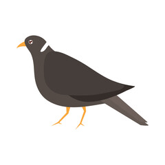 Sticker - pigeon bird animal