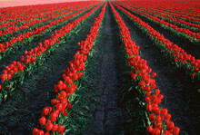 Tulip Fields In Mount Vernon, Skagit Valley, Washington, USA