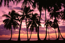 Palm Trees At Sunset, Emerald Palms Resort, South Andros, The Bahamas