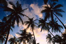 Palm Trees At Sunset, Emerald Palms Resort, South Andros, The Bahamas
