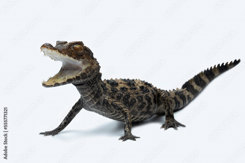 The Dwarf Caiman (Paleosuchus trigonatus) is the second-smallest ...