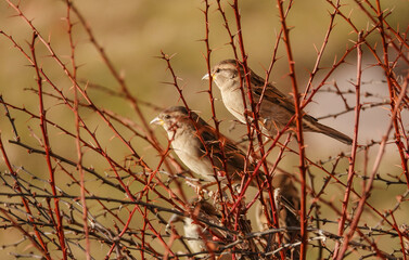 Wall Mural - sparrows on a branch