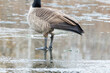 Canada goose (Branta canadensis) feces on icy pond