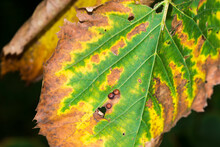 American Elm Leaves (Ulmus Americana) With Bacterial Leaf Scorch (Xylella Fastidiosa)