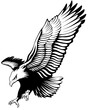 Black and white eagle. Symbol of freedom. Isolated illustration of a flying bird.