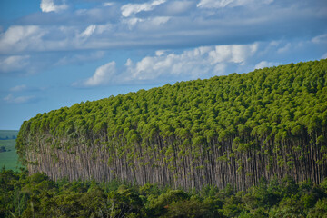 Wall Mural - Forest Eucalyptus Plantation Pine Tree 