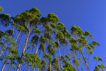 Wall Mural - Forest Eucalyptus Plantation Pine Tree 