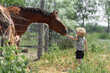 Little toddler boy on a farm feeding a fenced horse by a pasture