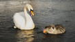 swan and coypu, winter landscape, in a lake	