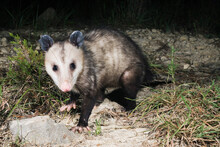 Possum At Night
