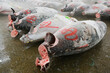 © Designpics - Tuna Fish at Fish Market, Tokyo, Japan