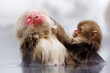 © Designpics - Japanese Macaques Grooming, Jigokudani Onsen, Nagano, Japan