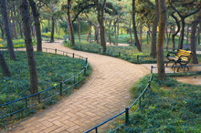Footpath Through Pine Forest, Purple Bamboo Park, Beijing, China