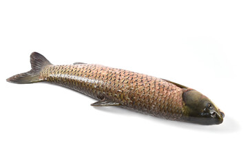 Wall Mural - grass carp fish isolated on  white background