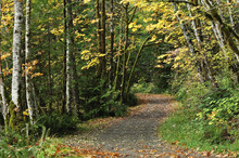 Path Through Rainforest, Stamp Falls Provincial Park, Vancouver Island, British Columbia, Canada