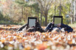 © Designpics - Girls using iPads in Autumn