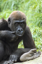 Portrait Of Lowland Gorilla