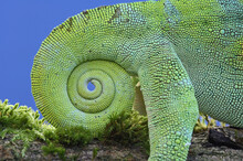Tail, Johnston's Chameleon
