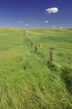 Rustic Fence And Wheat Fields, Near Colfax, Palouse Region, Whitman County, Washington, USA