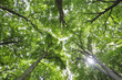 © Designpics - Looking up at Beech Trees, Mecklenburg-Vorpommern, Germany