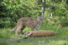 Mountain Lion With Prey, Minnesota, USA