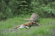 Mountain Lion With Prey, Minnesota, USA