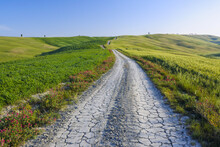 Dirt Road Through Fields And Hills, Val D'Orcia, San Quirico D'Orcia, Siena Province, Tuscany, Italy