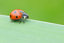 Seven Spot Ladybird On Blade Of Grass, Franconia, Bavaria, Germany