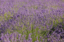 English Lavender Field, Valensole, Valensole Plateau, Alpes-de-Haute-Provence, Provence-Alpes-Cote D´Azur, Provence, France