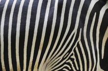 Close-up Of Grevy's Zebra (Equus Grevyi) Stripes In Zoo, Nuremberg, Bavaria, Germany