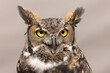 © touchedbylight - The great horned, also known as the tiger owl or the hoot owl, is a large raptor native to the Americas. The great horned bird is generally colored for camouflage. This is an adult profile shot.