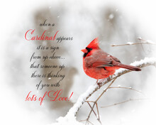 Northern Male Red Cardinal Poem. A Simple Photo Of One Male Adult Northern Red Cardinal Songbird. This Beautiful Red Bird Is Perched On A Tree Branch During Winter.  Love Loss And Grief Poem.