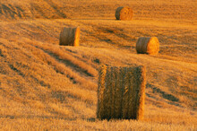 Close-up Of Hay Bales On A Golden Grain Field At Sunset In Val D'Orcia In The Province Of Siena In Tuscany, Italy