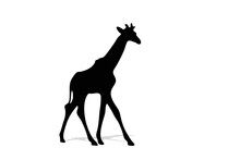 Vector Illustration Of Giraffe Silhouette Black White Background Isolated For Icon Giraffe Logo.