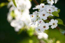 Close-up Of Callery Pear Tree Blossom