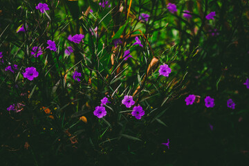 Wall Mural - Selective focused on purple or violet flower of morning glory flower with green grass bush leaf. in dark tone.