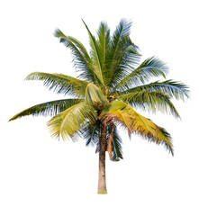 Wall Mural - isolated big coconut tree on white background.large coconut trees database botanical garden organiza