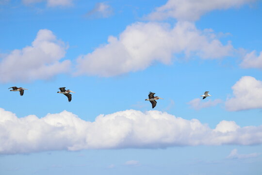 Three flying pelicans follow a seagull