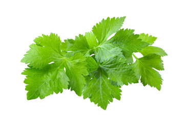 celery leaf isolated on transparent png