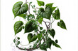 Isolated on a white background, large tangled jungle vines with leaves of a wild morning glory liana plant are shown with a clipping path. Generative AI