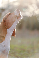 Wall Mural - Beagle dog barking. Beautiful dog.