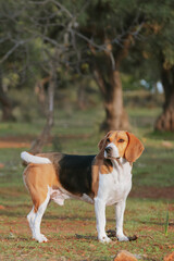 Wall Mural - Beagle dog playing on the nature 