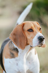 Wall Mural - An adorable Beagle dog stock photo. 