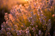Sunset over a violet lavender field. Close up.