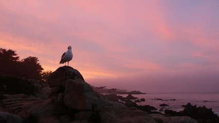 Wall Mural - Rocky craggy ocean beach, calm sea waves, pink purple pastel sunset sky, Monterey, 17-mile drive seascape, California coast, USA. Beachfront waterfront Pacific Grove, waterside promenade. Seagull bird