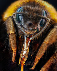 Wall Mural - Macro shot of a bumblebee