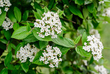 Shrub With Many Delicate White Flowers Of Viburnum Carlesii Plant Commonly Known As Arrowwood Or Korean Spice Viburnum In A Garden In A Sunny Spring Day, Beautiful Floral Background.