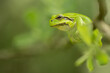green frog on a leaf, tree frog, hyla arborea