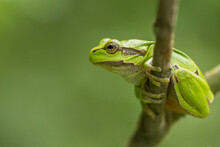 Green Frog On A Branch