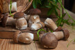 Pile of wild porcini mushrooms on wooden background at autumn season..